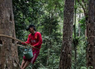 No hay una economía saludable sin un planeta sano, necesitamos los bosques para recuperar ambos