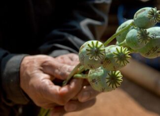 El cultivo de opio en Afganistán crece un 32%