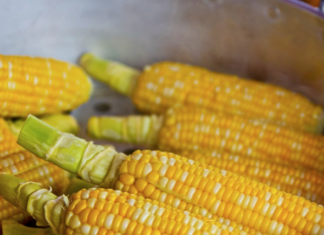 Canadá solicitó consultas formales con México sobre las restricciones al maíz transgénico