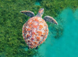 La ONU busca un “Pacto Azul” para proteger los océanos