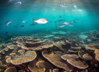 Día Mundial de los Océanos