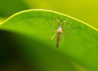 El cambio climático empuja el dengue hacia Europa y Sudamérica