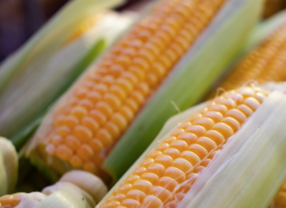 EU pide panel de T-MEC por prohibición de maíz transgénico en México